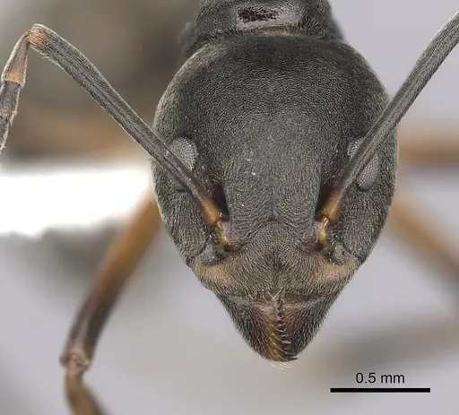 Dolichoderus erectilobus specimen CASENT0249569 image casent0249569_2