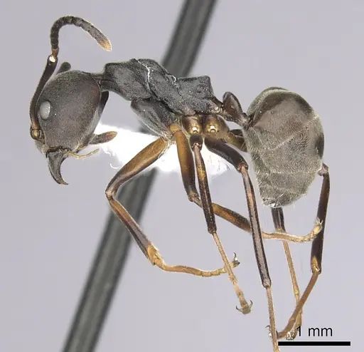 Dolichoderus erectilobus specimen CASENT0249569 image casent0249569_3