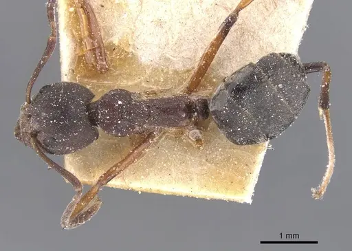 Dolichoderus erectilobus specimen CASENT0911506 image casent0911506_1