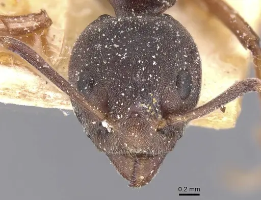 Dolichoderus erectilobus specimen CASENT0911506 image casent0911506_2