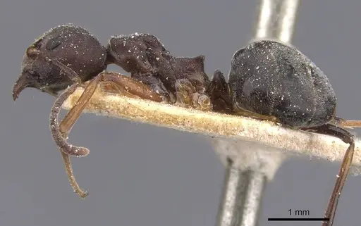 Dolichoderus erectilobus specimen CASENT0911506 image casent0911506_3