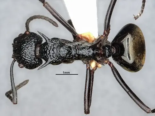 Dolichoderus etus specimen CASENT0886103 image casent0886103_1