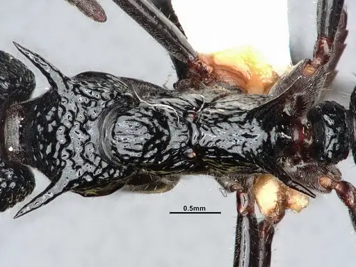 Dolichoderus etus specimen CASENT0886103 image casent0886103_2