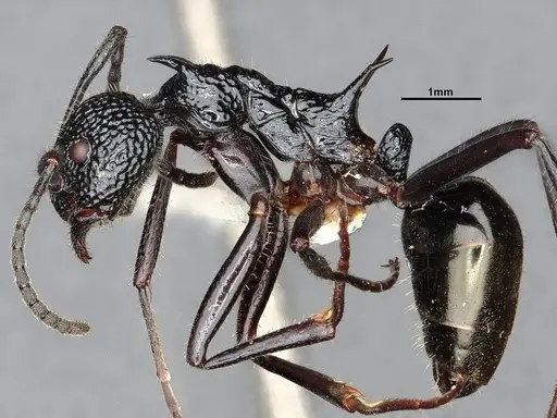 Dolichoderus etus specimen CASENT0886103 image casent0886103_4