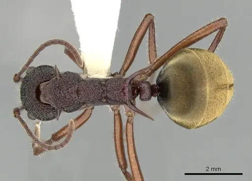 Dolichoderus extensispinus specimen CASENT0249565 image casent0249565_1