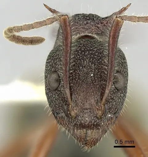 Dolichoderus extensispinus specimen CASENT0249565 image casent0249565_2