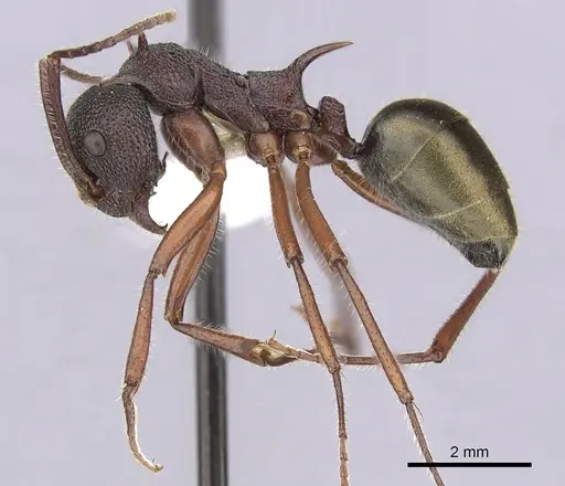 Dolichoderus extensispinus specimen CASENT0249565 image casent0249565_3