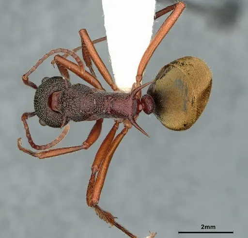 Dolichoderus extensispinus specimen CASENT0886072 image casent0886072_1