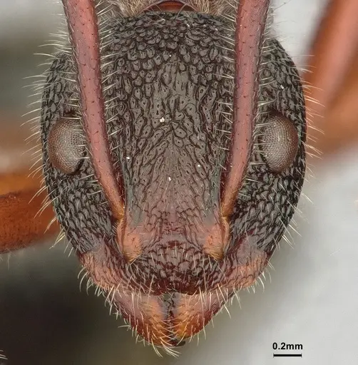 Dolichoderus extensispinus specimen CASENT0886072 image casent0886072_2