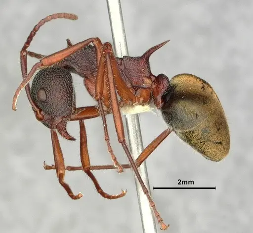 Dolichoderus extensispinus specimen CASENT0886072 image casent0886072_3