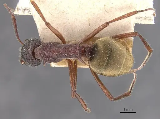 Dolichoderus extensispinus specimen CASENT0909474 image casent0909474_1