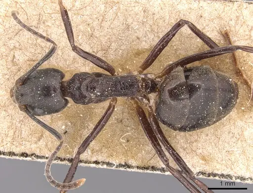 Dolichoderus feae specimen CASENT0905021 image casent0905021_1