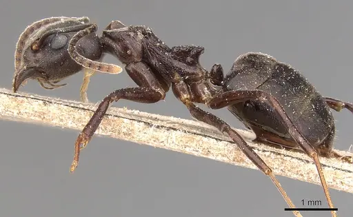 Dolichoderus feae specimen CASENT0905021 image casent0905021_3