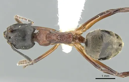 Dolichoderus feae specimen CASENT0906207 image casent0906207_1