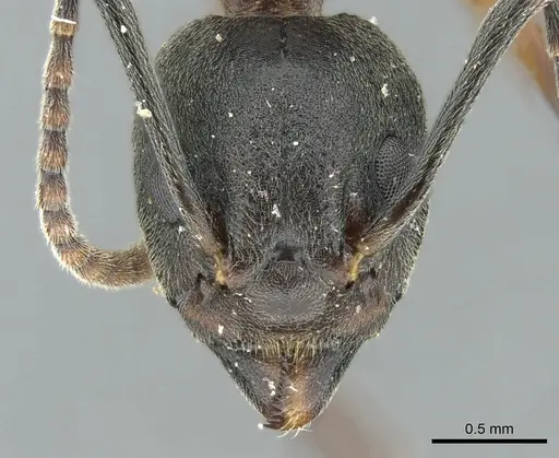 Dolichoderus feae specimen CASENT0906207 image casent0906207_2