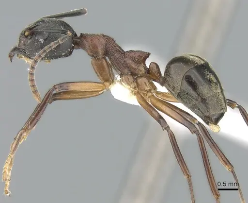Dolichoderus feae specimen CASENT0906207 image casent0906207_3