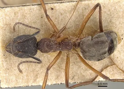 Dolichoderus feae specimen CASENT0922444 image casent0922444_1