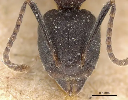 Dolichoderus feae specimen CASENT0922444 image casent0922444_2