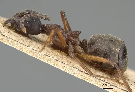 Dolichoderus feae specimen CASENT0922444 image casent0922444_3