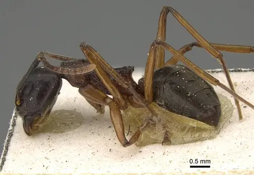 Dolichoderus feae specimen CASENT0922445 image casent0922445_3