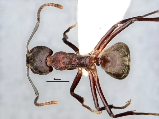 Dolichoderus feae specimen SMFHYM0008894 image smfhym0008894_1