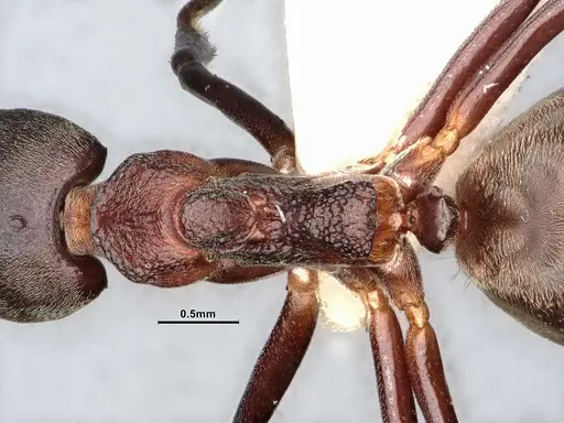 Dolichoderus feae specimen SMFHYM0008894 image smfhym0008894_2