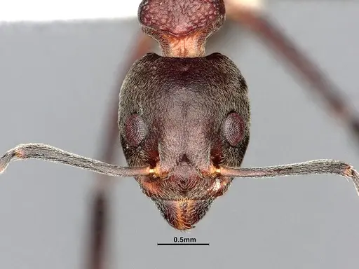 Dolichoderus feae specimen SMFHYM0008894 image smfhym0008894_3