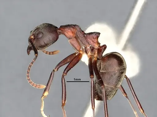 Dolichoderus feae specimen SMFHYM0008894 image smfhym0008894_4