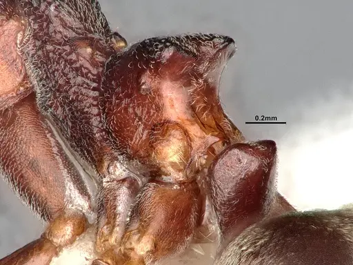 Dolichoderus feae specimen SMFHYM0008894 image smfhym0008894_5