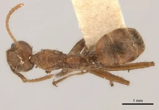 Dolichoderus ferrugineus specimen CASENT0217396 image casent0217396_1