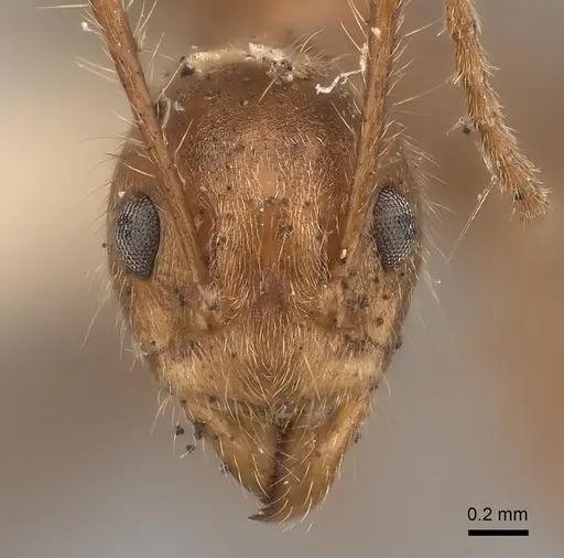 Dolichoderus ferrugineus specimen CASENT0217396 image casent0217396_2