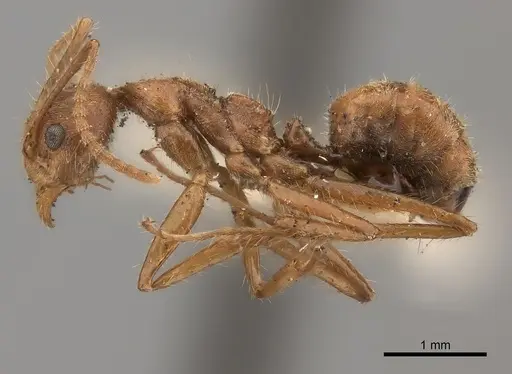 Dolichoderus ferrugineus specimen CASENT0217396 image casent0217396_3