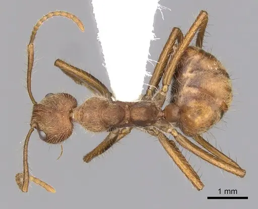 Dolichoderus ferrugineus specimen CASENT0249636 image casent0249636_1