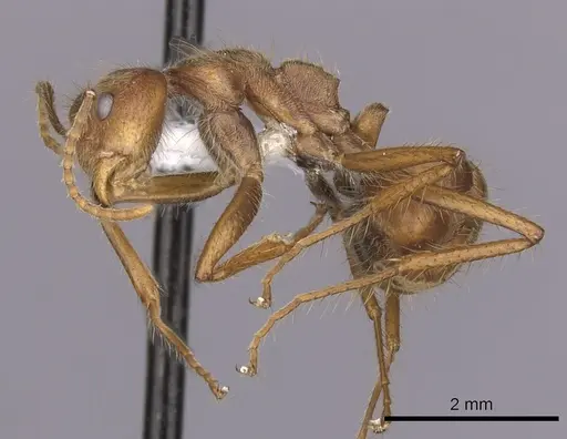 Dolichoderus ferrugineus specimen CASENT0249636 image casent0249636_3