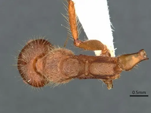 Dolichoderus ferrugineus specimen CASENT0866532 image casent0866532_1
