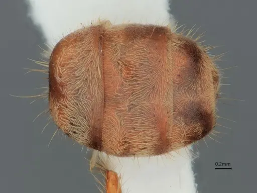 Dolichoderus ferrugineus specimen CASENT0866532 image casent0866532_2