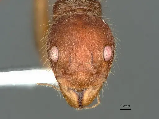 Dolichoderus ferrugineus specimen CASENT0866532 image casent0866532_3