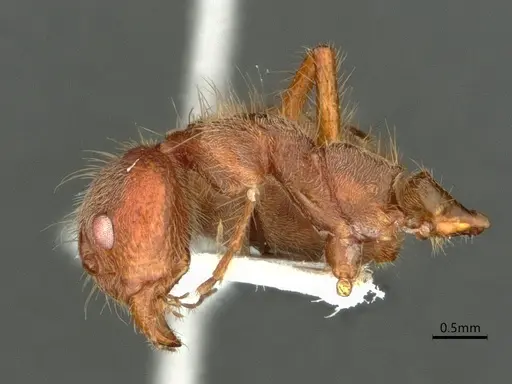 Dolichoderus ferrugineus specimen CASENT0866532 image casent0866532_4
