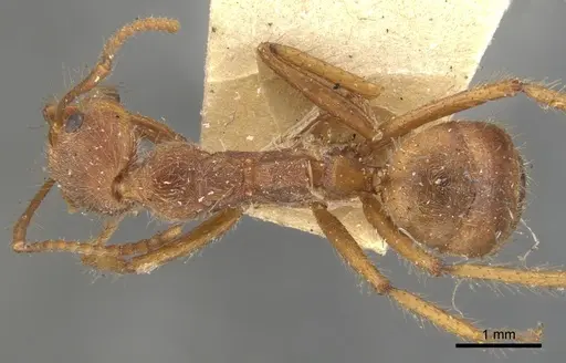 Dolichoderus ferrugineus specimen CASENT0902946 image casent0902946_1