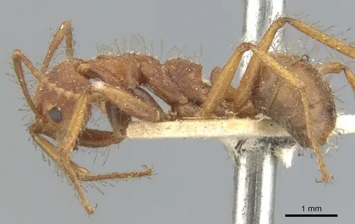 Dolichoderus ferrugineus specimen CASENT0902946 image casent0902946_3