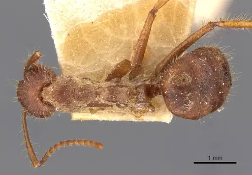 Dolichoderus ferrugineus specimen CASENT0909461 image casent0909461_1