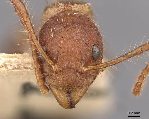 Dolichoderus ferrugineus specimen CASENT0909461 image casent0909461_2