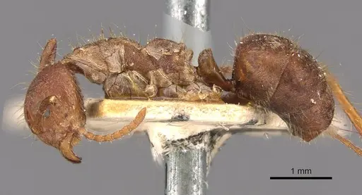 Dolichoderus ferrugineus specimen CASENT0909461 image casent0909461_3