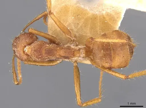 Dolichoderus ferrugineus specimen CASENT0909462 image casent0909462_1