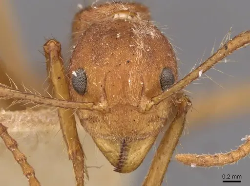 Dolichoderus ferrugineus specimen CASENT0909462 image casent0909462_2