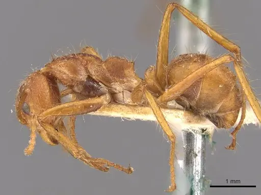Dolichoderus ferrugineus specimen CASENT0909462 image casent0909462_3