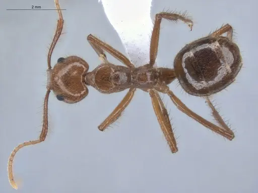 Dolichoderus ferrugineus specimen ECOFOG-BUG-2346-02 image ecofog-bug-2346-02_1