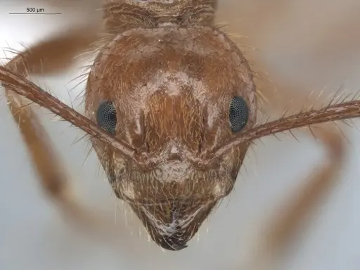 Dolichoderus ferrugineus specimen ECOFOG-BUG-2346-02 image ecofog-bug-2346-02_2