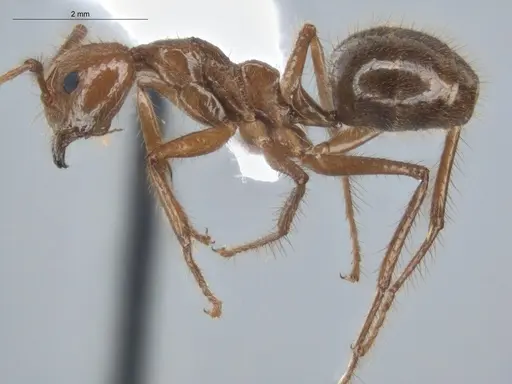 Dolichoderus ferrugineus specimen ECOFOG-BUG-2346-02 image ecofog-bug-2346-02_3