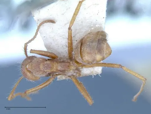 Dolichoderus ferrugineus specimen FOCOL0071 image focol0071_1